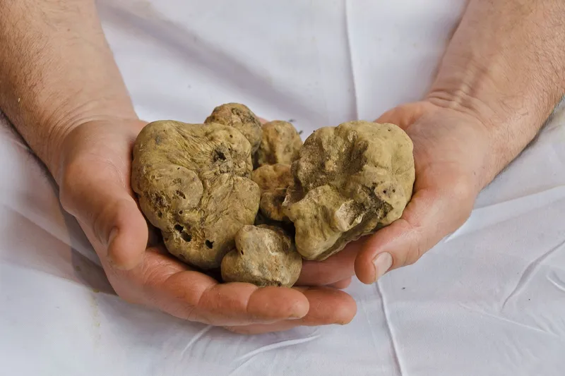 Hands cradling fresh white truffles over white linen at Solo Italiano in Portland, Maine