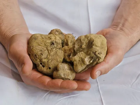 Hands cradling fresh white truffles over white linen at Solo Italiano in Portland, Maine