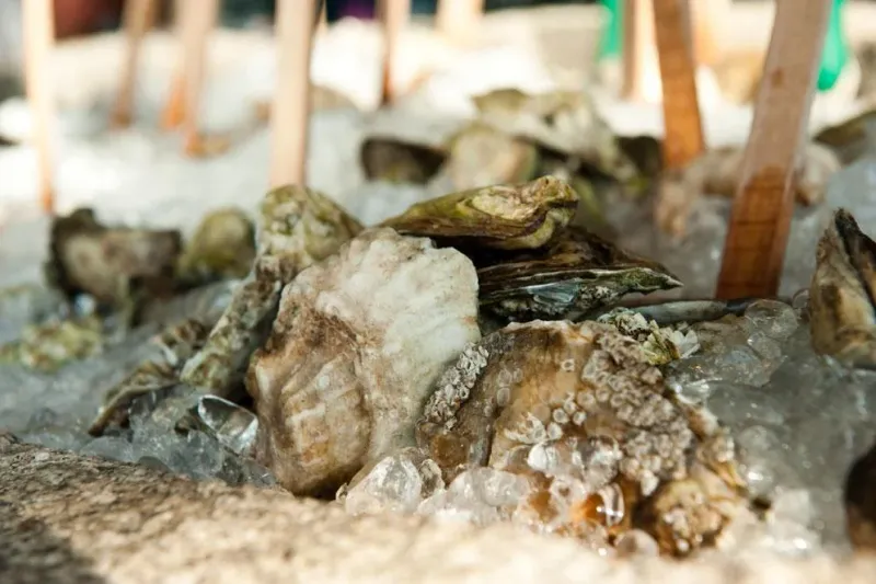 Fresh Maine oysters and shellfish on crushed ice on the raw bar display at Eventide Oyster Co. in Portland