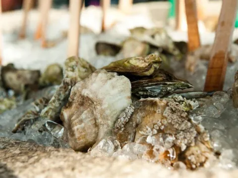 Fresh Maine oysters and shellfish on crushed ice on the raw bar display at Eventide Oyster Co. in Portland