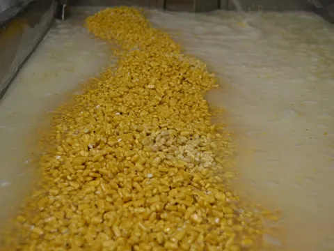 Nixtamalized corn kernels soaking in limewater in a steel vat at La Palma Mexica-tessen, the Mission District tortillería, where masa is made from scratch