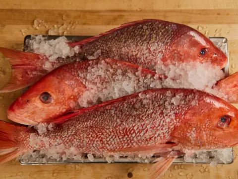 Three whole red snapper laid on crushed ice on a wooden board at Henrietta Red in Nashville